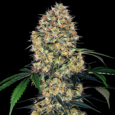 Sensi Seeds Sensi Amnesia XXL Automatic semienka neobsahujú THC 3 ks
