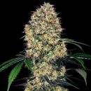 Sensi Seeds Sensi Amnesia XXL Automatic semena neobsahují THC 3 ks