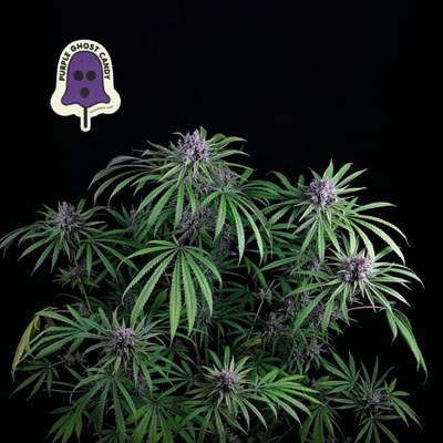 SEEDSMAN Purple Ghost Candy semienka neobsahujú THC 10 ks