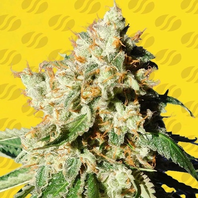 Original Sensible Seeds Blueberry Cookies AUTO semena neobsahují THC 5 ks