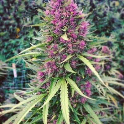 Phoenix Seeds Good Shit semena neobsahují THC 5 ks