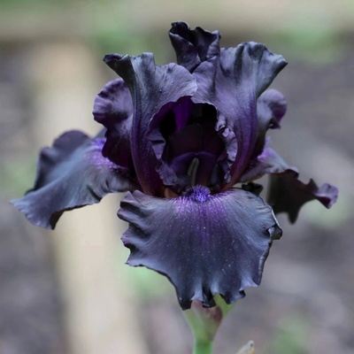 Kosatec německý Black Night - Iris germanica - hlízy kosatce - 1 ks