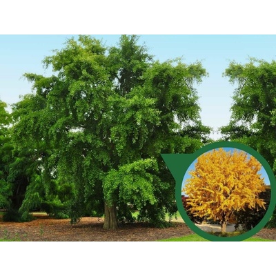 Ginko dvojlaločné, výška 50-80 cm, kvetináč 5 l