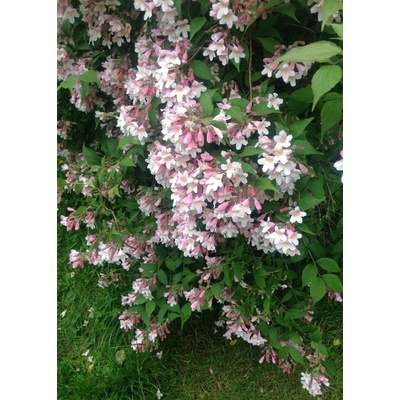 GREENBOSS FLOWER Kolkvície nádherná "Pink Cloud" 2l