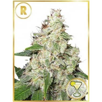 Mr. Hide Seeds Mr. Sour-R regular semienka neobsahujú THC 15 ks