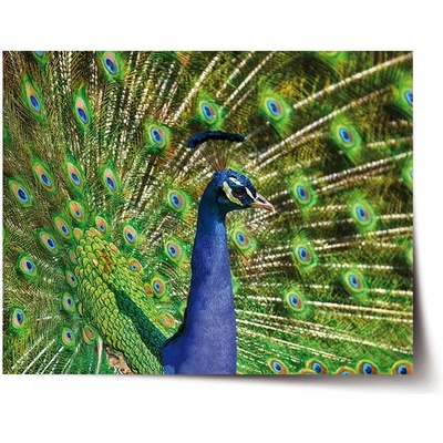 Sablio Plagát Páv - 90x60 cm