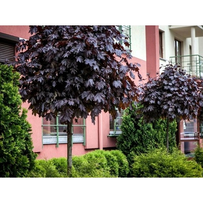 Javor mliečny Purple Globe na 200-220 cm kmienku, výška 240-280 cm, kvetináč 25 l