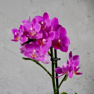 Orchidea phalaenopsis multiflora fialová