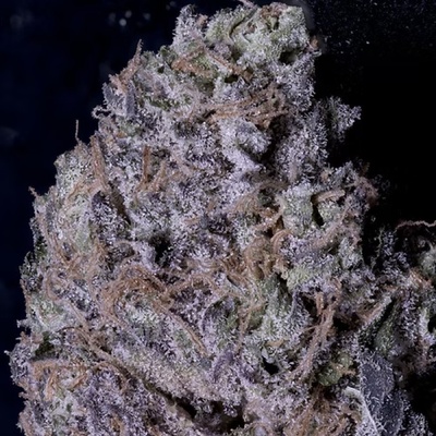 Don Avalanche Seeds Don Gelato semena neobsahují THC 5 ks