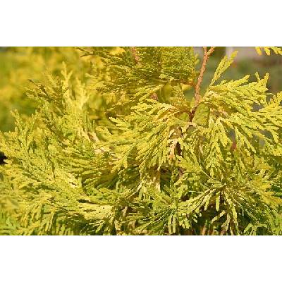 thuja occidentalis smaragd 150 175 Thuja occidentalis 'Smaragd' Konifere (Lebensbaum) | 150-175 cm Im Topf main image 1