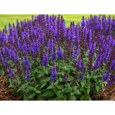 Šalvia hájna Apex Blue, kvetináč 15 cm