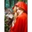 Enjoy - Puzzle Red Riding Hood - 1 000 piese