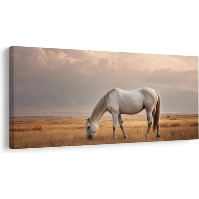 Obraz bílý kůň v krajině - 80x40