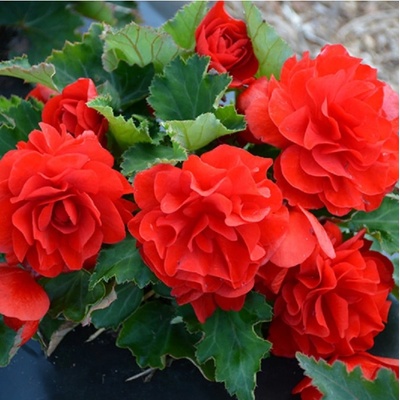 Begónie Nonstop F1 Red - Begonia tuberhybrida - osivo begónie - 20 ks