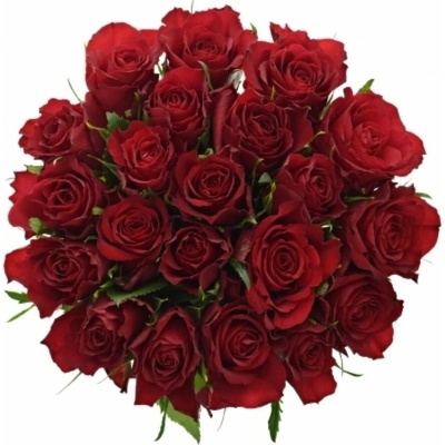 Kytice 21 červených růží RED CALYPSO 60 cm