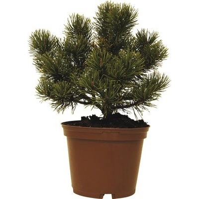 Borovica kleč FloraSelf Pinus mugo 'Carstens Wintergold' výška 15-20 cm kvetináč 2 l