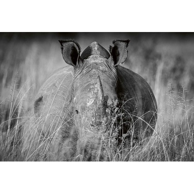 DIMEX ART Флизелинов фототапет носорог в тревата 375 x 250 см