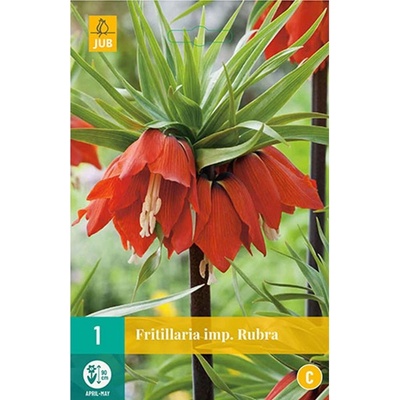 JUB Řebčík Fritillaria imp. Rubra