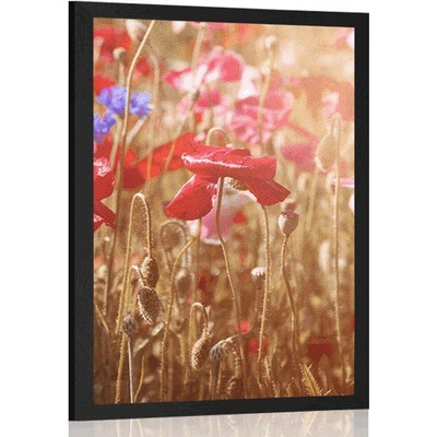 Plakát mák zalitý sluncem - 40x60 white