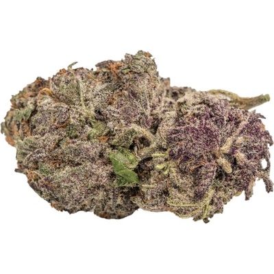 Growers Choice Ultra Violet GMO semena neobsahují THC 5 ks