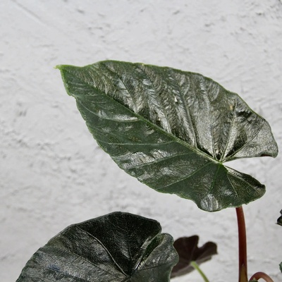 Alocasia Frydek Variegata