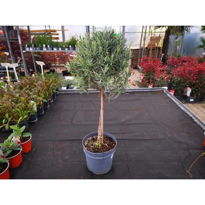 Levanduľa úzkolistá na kmienku, výška 60-70 cm , kvetináč 18 cm