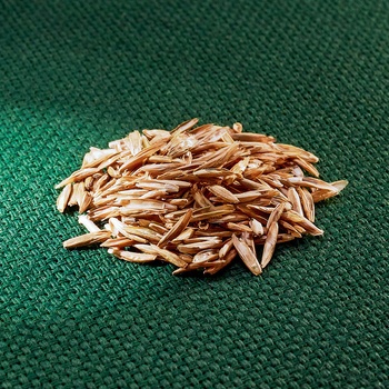 AROS jílek vytrvalý