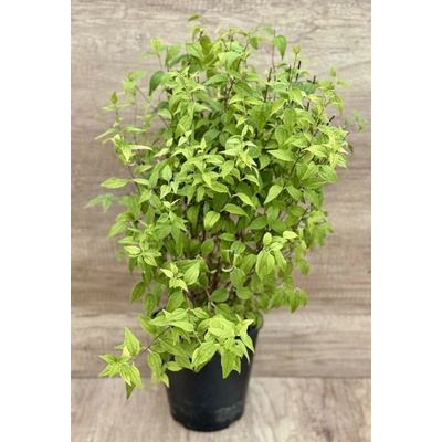 Agarden Pustoryl 'Limonei'