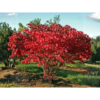 Bršlen krídlatý Compactus, výška 30-50 cm, kvetináč 17 cm