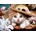 Norimpex - Puzzle Diamant painting: Kitten with a straw hat 30x40 cm - 1 - 39 piese