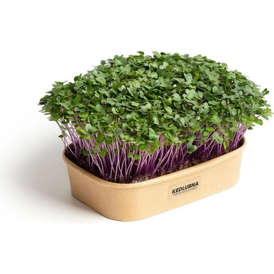 Pěstebna Farma Sada pro domácí pěstování microgreens Kedlubna fialová