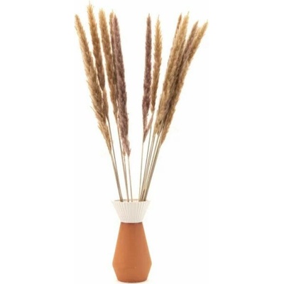 Sušené kvety Pampas - natural