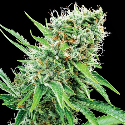Anesia Seeds Copacobana semienka neobsahujú THC 10 ks