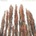 PRESENCE ALL SYSTEMS GONE CD