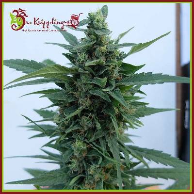 Dr. Krippling Seeds OG Kush AUTO semena neobsahují THC 10 ks