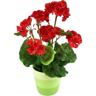DOMMIO Muškát v keramickém květináči 40 × 25 cm červený
