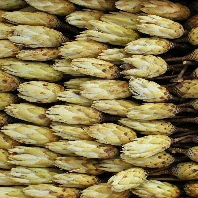 REPENS BUD CREAM (700PC)