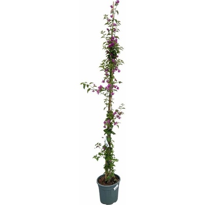 Bougainvillea Glabra sanderiana, výška 175-200 cm, kvetináč 10 l