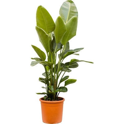 Strelitzia nicolai 30x210 cm