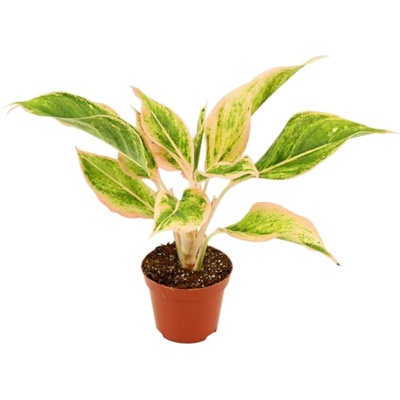 Gardners Aglaonema Lipstick Pink, průměr 9 cm Aglaonema, Spící panna