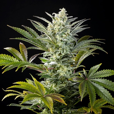 Kannabia Seeds Clementine Slush semienka neobsahujú THC 100 ks
