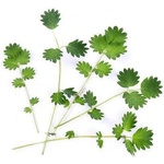 VÉritable (Франция) Пълнител (лингот) Salad Burnet Organic за настолна градина Véritable® - салата Бърнет (VLIN-O10-Pim025)