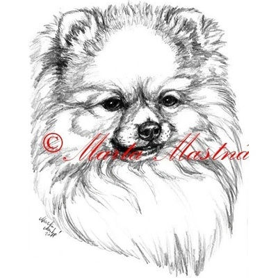 Obraz špic, pomeranian, tužka - tisk