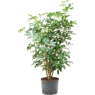 Schefflera arboricola "Compacta" Branched Pots. 25/19 cm 110 cm
