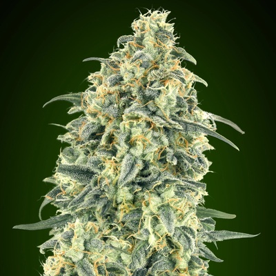 00 Seeds Bank Auto White Widow XXL semienka neobsahujú THC 100 ks