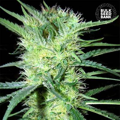 Bulk Seed Bank K2 semena neobsahují THC 10 ks