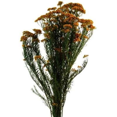 Helychrisum Diosmi Orange - oranžová