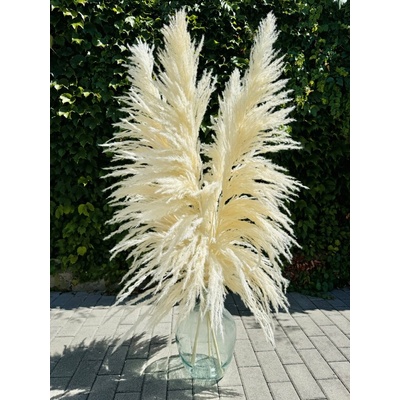 PAMPAS BRONZE BĚLENÁ (krémová) Sušená travina 150cm