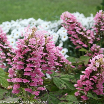 Proven Winners® Gatsby Pink® Hydrangea quercifolia - Дъбовидна хортензия