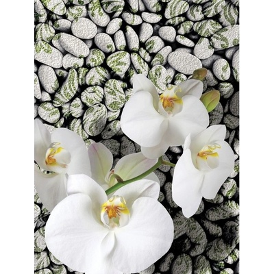 Preinterier Fototapeta panel - PL0235 - Biele kvety na kameňoch vlies - 206cm x 275cm